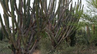 Imagick optimisé q82