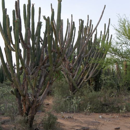 Imagick optimisé q82