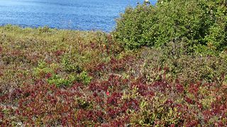 Imagick optimisé q82