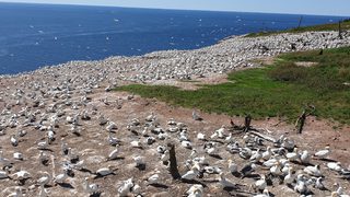 Imagick optimisé q82